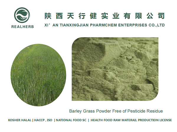 Organic ISO Halal Kosher certificated juice powder Barley Grass Powder