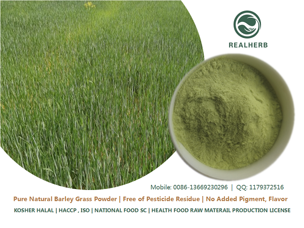 Organic ISO Halal Kosher certificated juice powder Barley Grass Powder