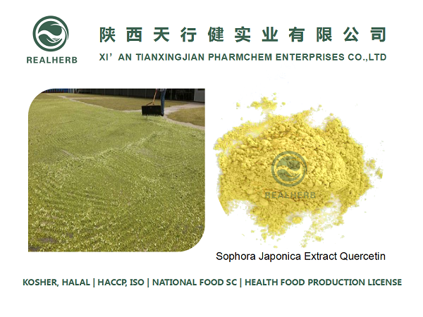 Health Supplement Sophora Japonica Extract Powder Quercetin 95%